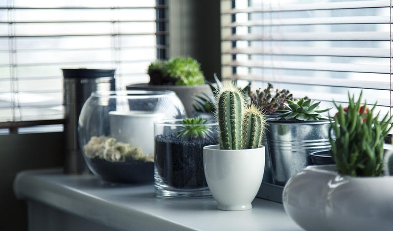 Succulent Terrariums